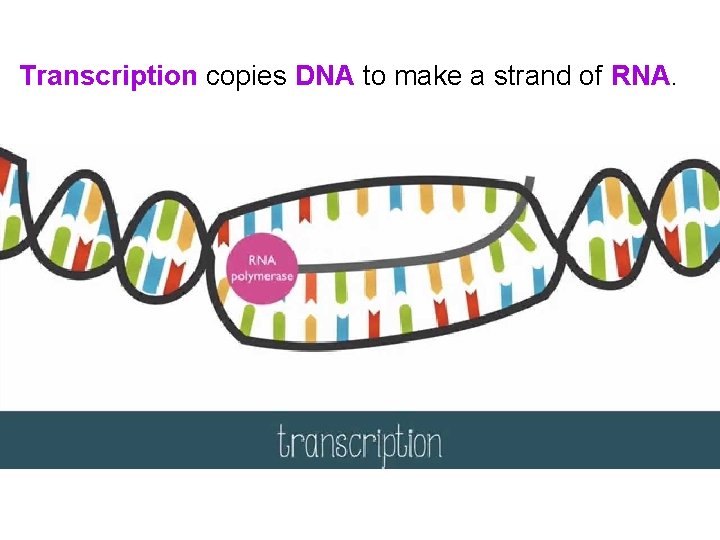 Transcription copies DNA to make a strand of RNA. 