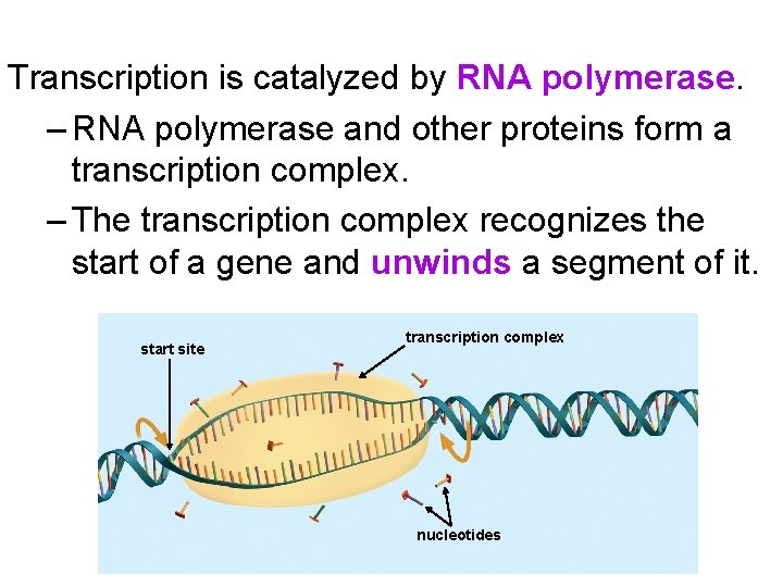 Transcription is catalyzed by RNA polymerase. – RNA polymerase and other proteins form a