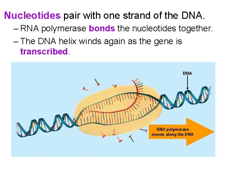 Nucleotides pair with one strand of the DNA. – RNA polymerase bonds the nucleotides