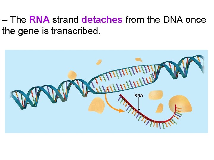 – The RNA strand detaches from the DNA once the gene is transcribed. RNA