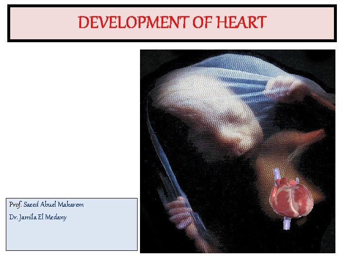 DEVELOPMENT OF HEART Prof. Saeed Abuel Makarem Dr. Jamila El Medany 