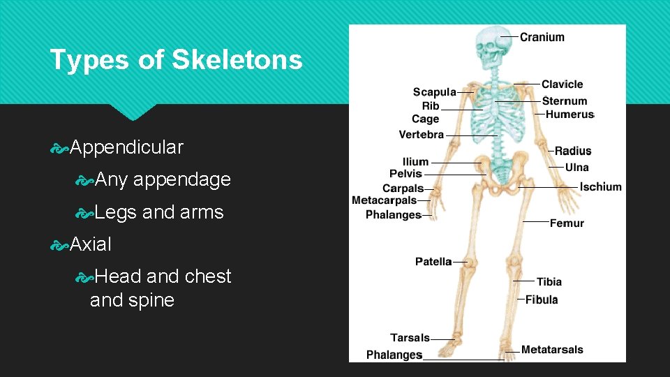 Types of Skeletons Appendicular Any appendage Legs and arms Axial Head and chest and