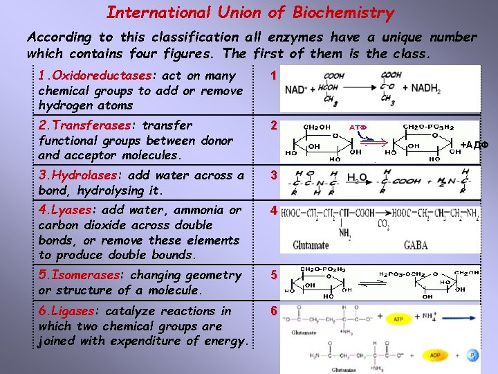 International Union of Biochemistry According to this classification all enzymes have a unique number