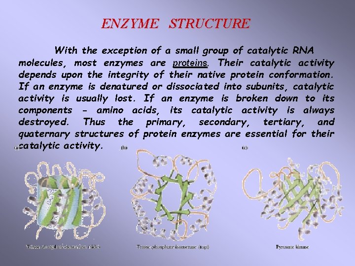 ENZYME STRUCTURE With the exception of a small group of catalytic RNA molecules, most