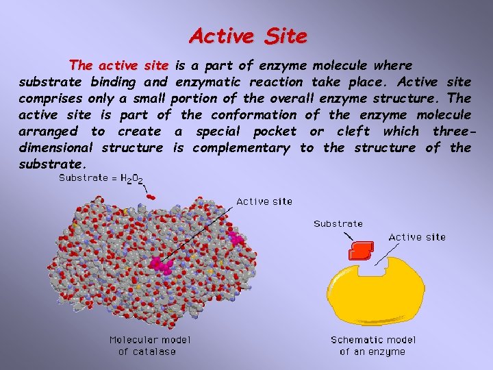 Active Site The active site is a part of enzyme molecule where substrate binding