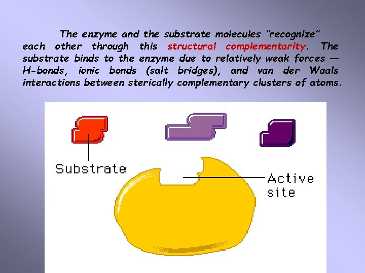 The enzyme and the substrate molecules “recognize” each other through this structural complementarity. The