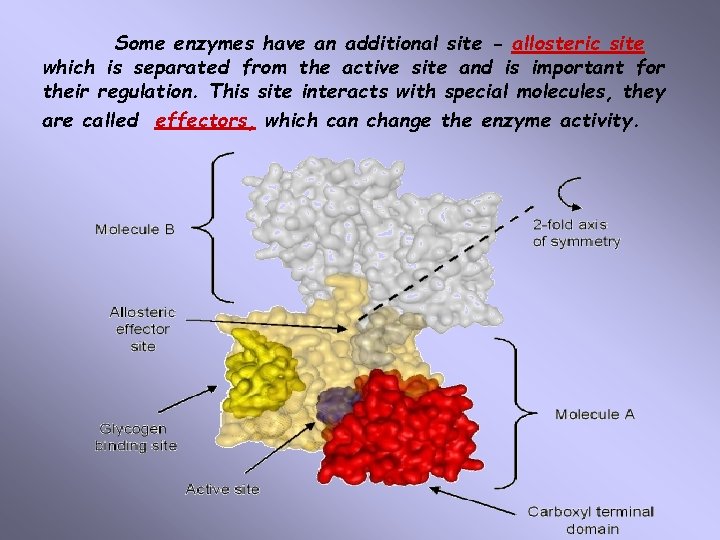 Some enzymes have an additional site - allosteric site which is separated from the