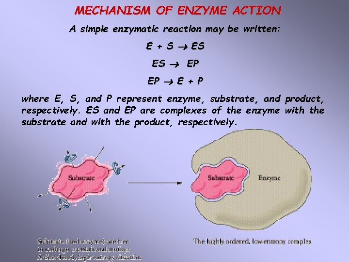MECHANISM OF ENZYME ACTION A simple enzymatic reaction may be written: E + S