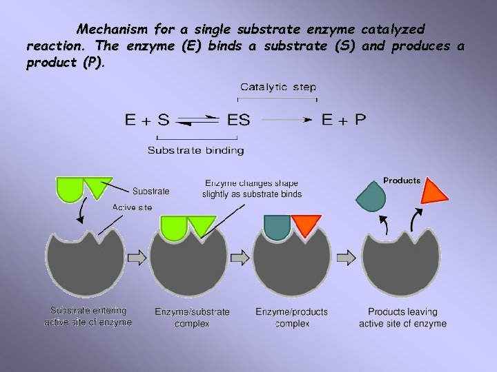 Mechanism for a single substrate enzyme catalyzed reaction. The enzyme (E) binds a substrate