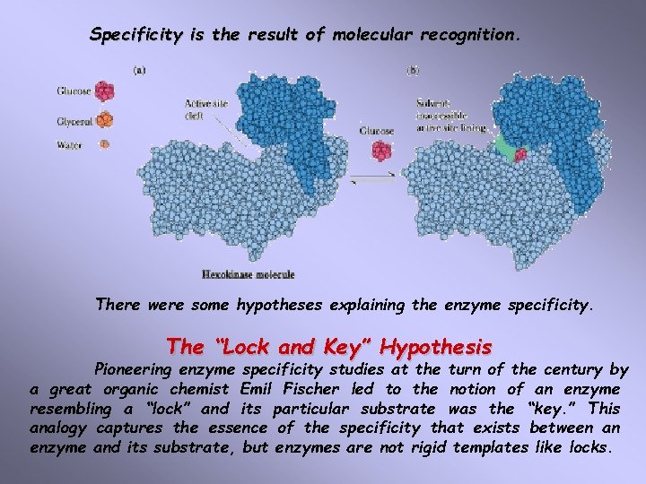 Specificity is the result of molecular recognition There were some hypotheses explaining the enzyme