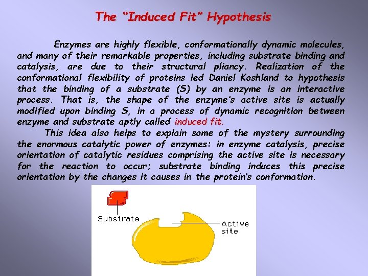 The “Induced Fit” Hypothesis Enzymes are highly flexible, conformationally dynamic molecules, and many of