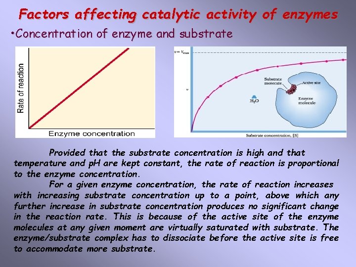 Factors affecting catalytic activity of enzymes • Concentration of enzyme and substrate Provided that