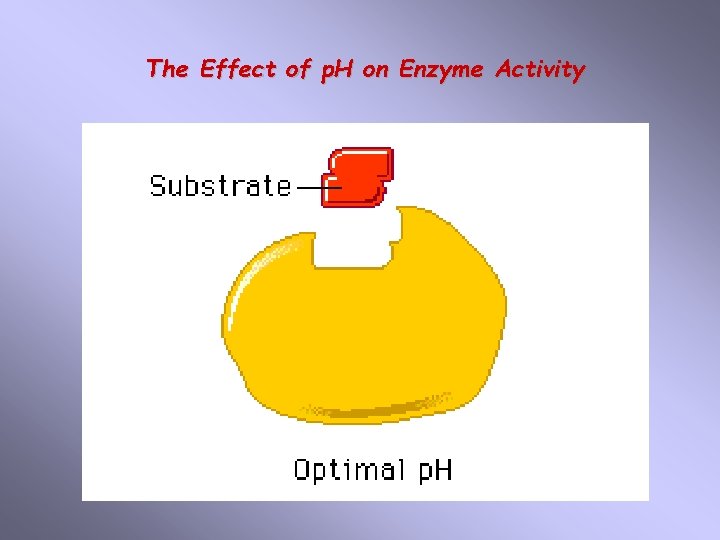 The Effect of p. H on Enzyme Activity 