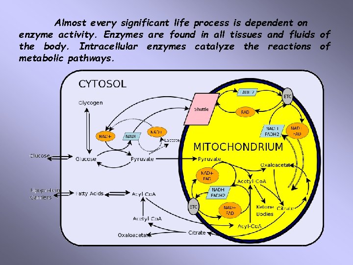 Almost every significant life process is dependent on enzyme activity. Enzymes are found in