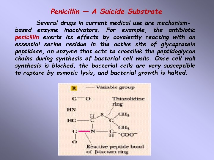 Penicillin — A Suicide Substrate Several drugs in current medical use are mechanismbased enzyme