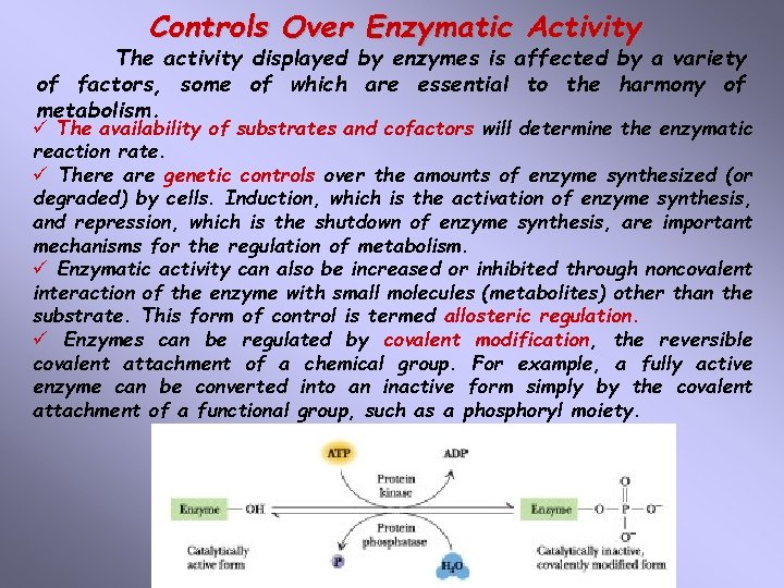 Controls Over Enzymatic Activity The activity displayed by enzymes is affected by a variety