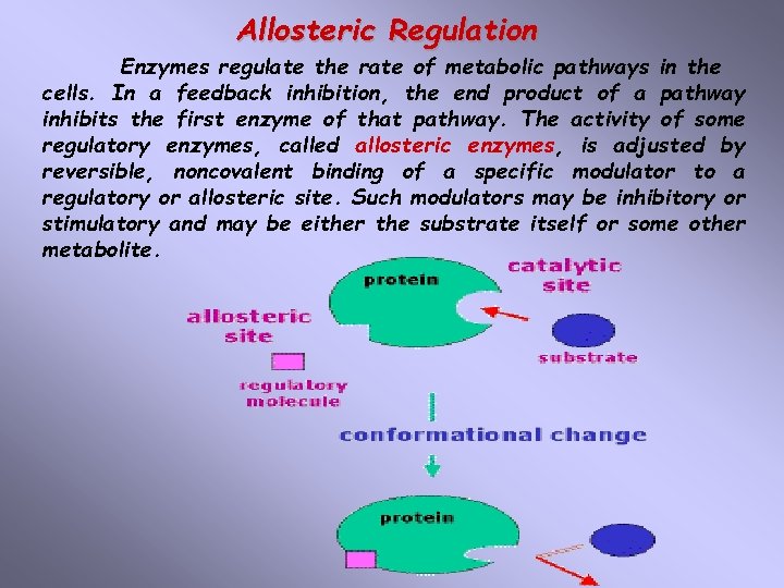 Allosteric Regulation Enzymes regulate the rate of metabolic pathways in the cells. In a