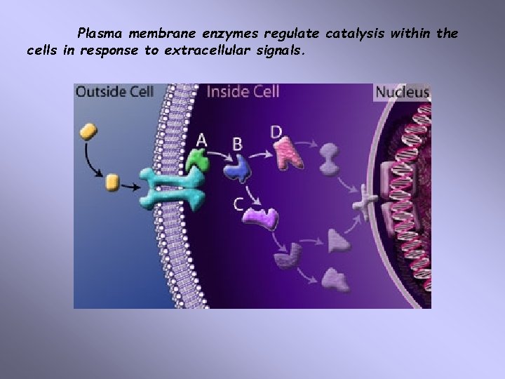 Plasma membrane enzymes regulate catalysis within the cells in response to extracellular signals. 