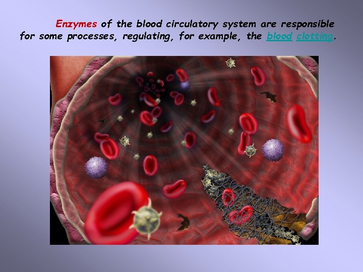 Enzymes of the blood circulatory system are responsible for some processes, regulating, for example,