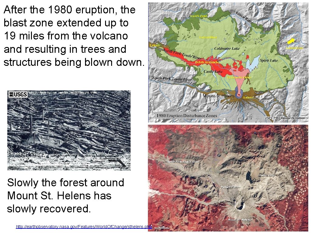 After the 1980 eruption, the blast zone extended up to 19 miles from the