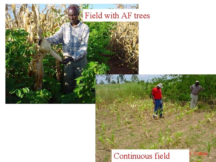 Field with AF trees Continuous field 