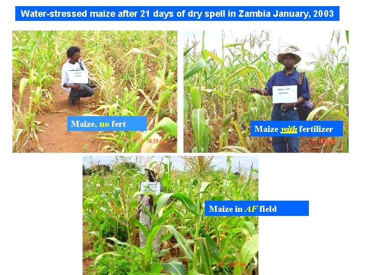 Water-stressed maize after 21 days of dry spell in Zambia January, 2003 Maize, no