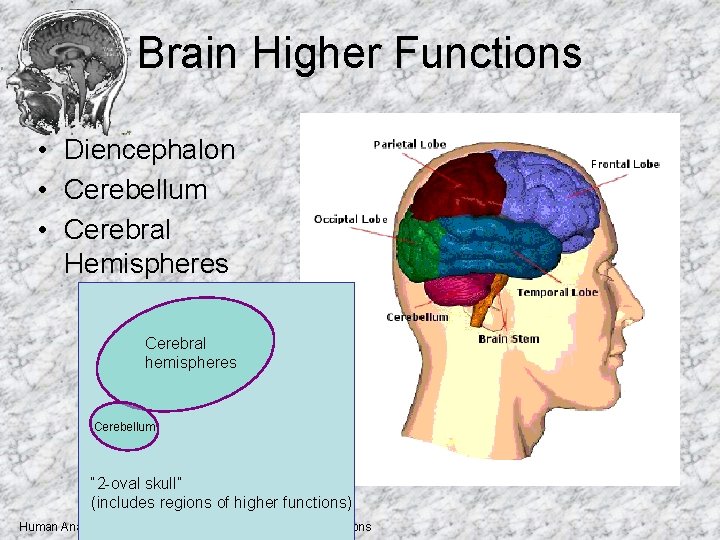 Brain Higher Functions • Diencephalon • Cerebellum • Cerebral Hemispheres Cerebral hemispheres Cerebellum “