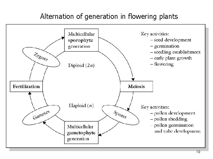 Alternation of generation in flowering plants 10 