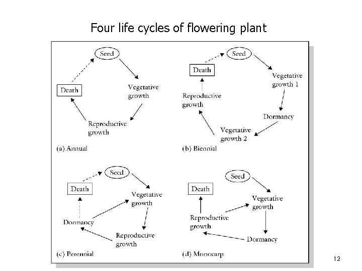 Four life cycles of flowering plant 12 