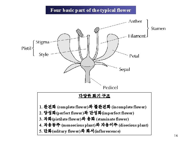 Four basic part of the typical flower 다양한 화기 구조 1. 완전화 (complete flower)와