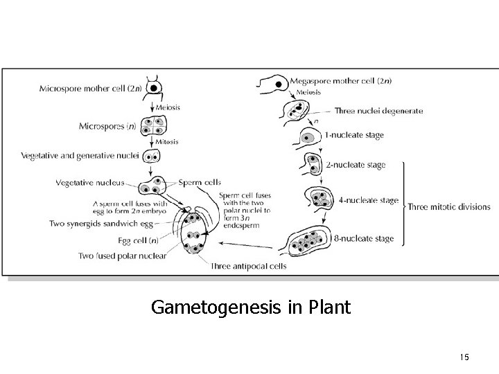 Gametogenesis in Plant 15 