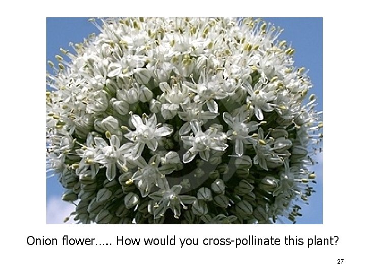 Onion flower…. . How would you cross-pollinate this plant? 27 