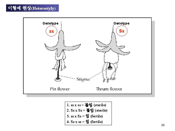 이형예 현상(Heterostyly) Genotype Ss ss 1. ss x ss = 불임 (sterile) 2. Ss