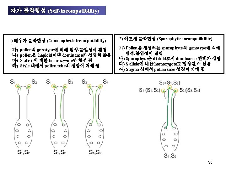 자가 불화합성 (Self-incompatibility) 1) 배우자 불화합성 (Gametophytic incompatibility) 가) 나) 다) 라) pollen의 genotype에