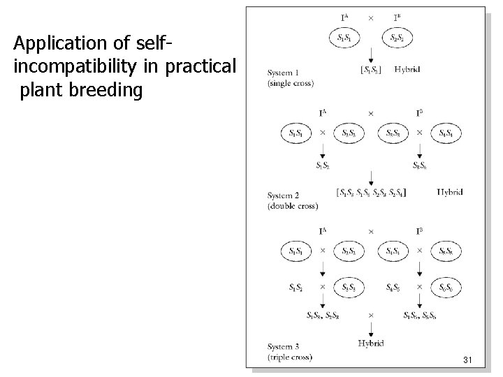 Application of selfincompatibility in practical plant breeding 31 