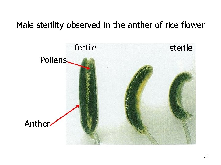 Male sterility observed in the anther of rice flower fertile sterile Pollens Anther 33