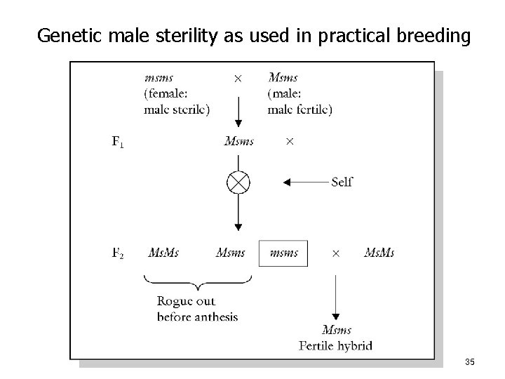 Genetic male sterility as used in practical breeding 35 