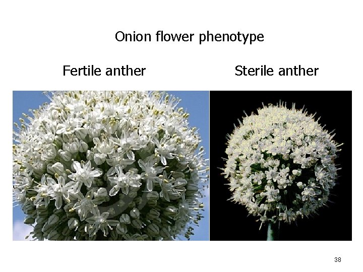 Onion flower phenotype Fertile anther Sterile anther 38 