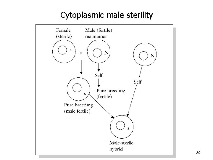 Cytoplasmic male sterility 39 