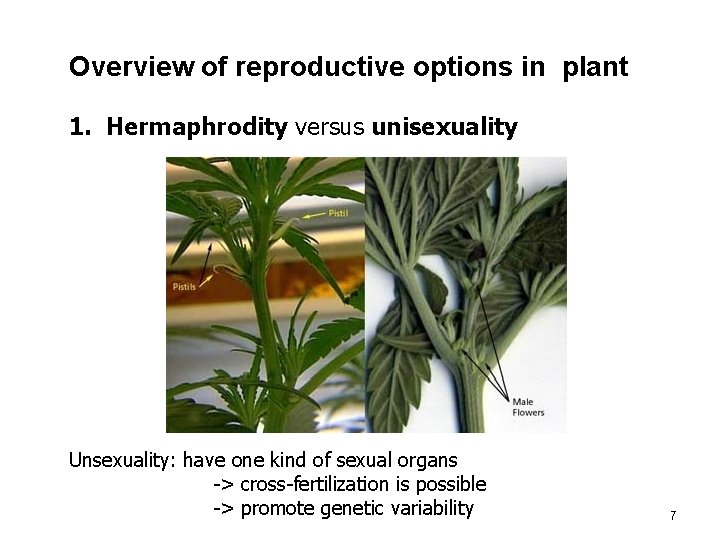 Overview of reproductive options in plant 1. Hermaphrodity versus unisexuality Unsexuality: have one kind