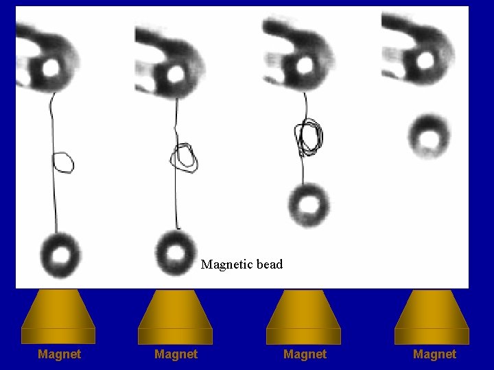 Compaction of Single DNA molecules Dr Ming Li
