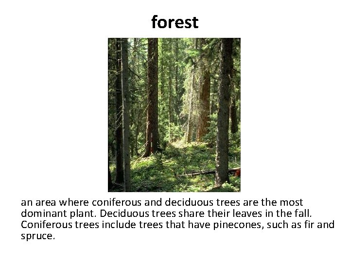 forest an area where coniferous and deciduous trees are the most dominant plant. Deciduous