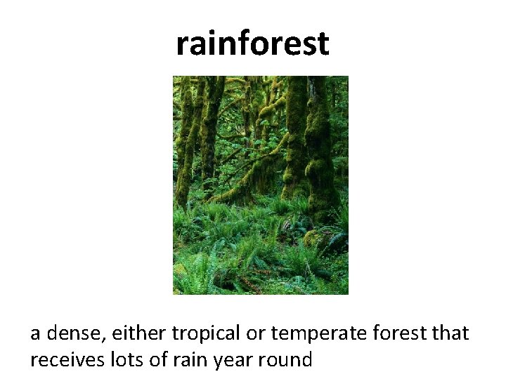 rainforest a dense, either tropical or temperate forest that receives lots of rain year