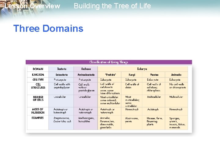 Lesson Overview Building the Tree of Life Three Domains 