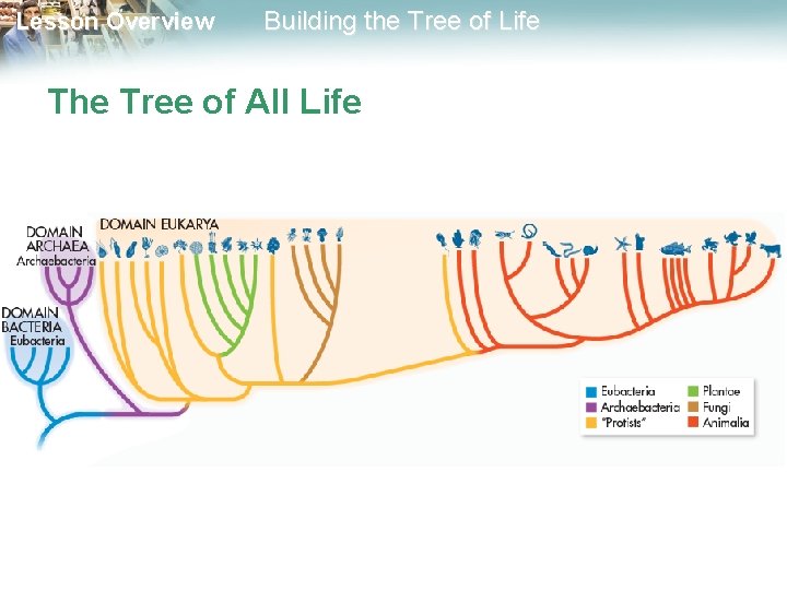 Lesson Overview Building the Tree of Life The Tree of All Life 