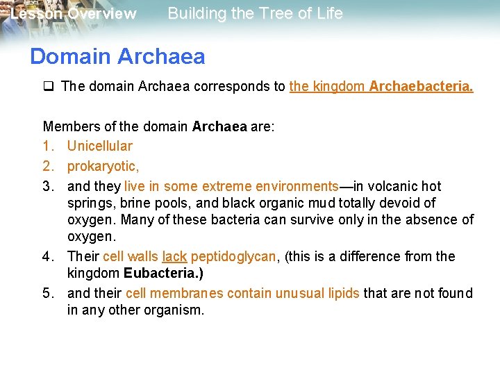 Lesson Overview Building the Tree of Life Domain Archaea q The domain Archaea corresponds