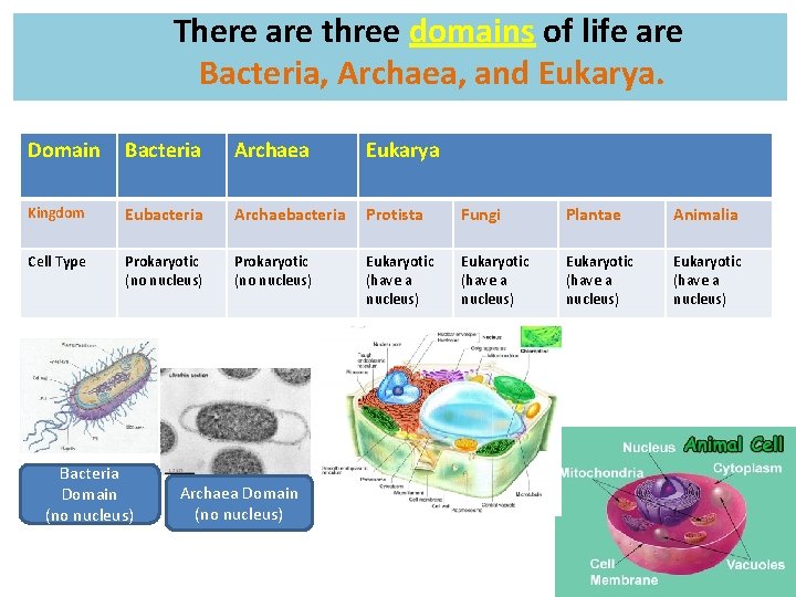 There are three domains of life are Bacteria, Archaea, and Eukarya. Domain Bacteria Archaea