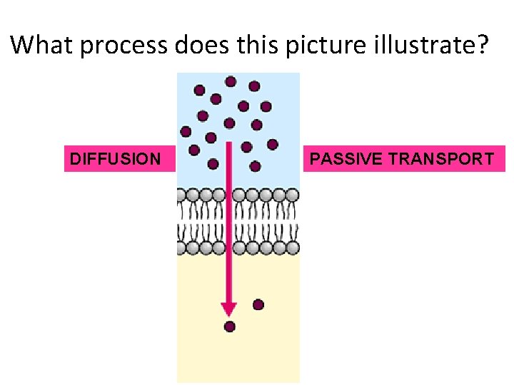 Is Diffusion A Passive Process