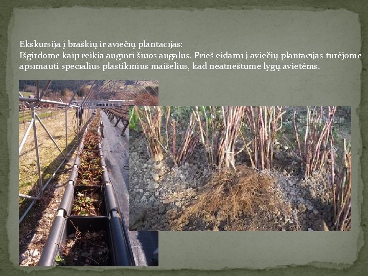 Ekskursija į braškių ir aviečių plantacijas: Išgirdome kaip reikia auginti šiuos augalus. Prieš eidami