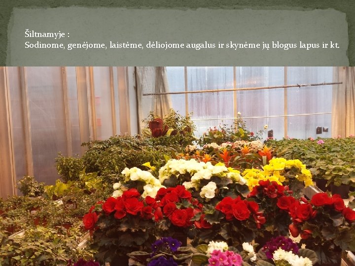 Šiltnamyje : Sodinome, genėjome, laistėme, dėliojome augalus ir skynėme jų blogus lapus ir kt.